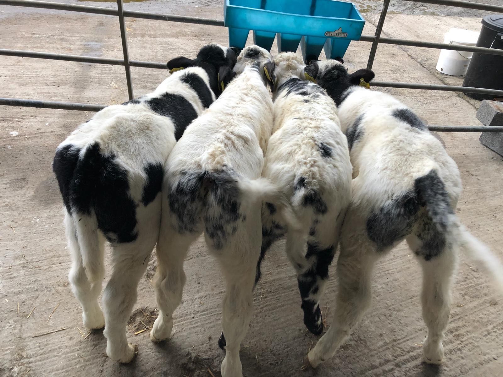 calves drinking from feeder