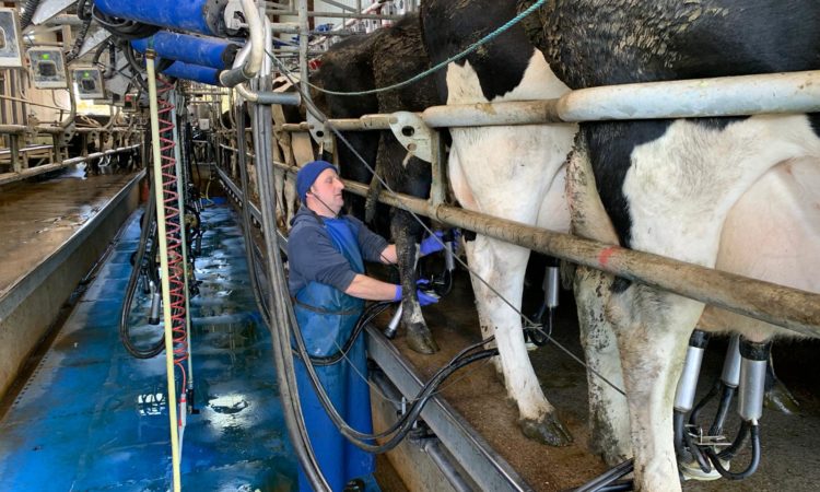 dairy farmer milking cows John Fennelly