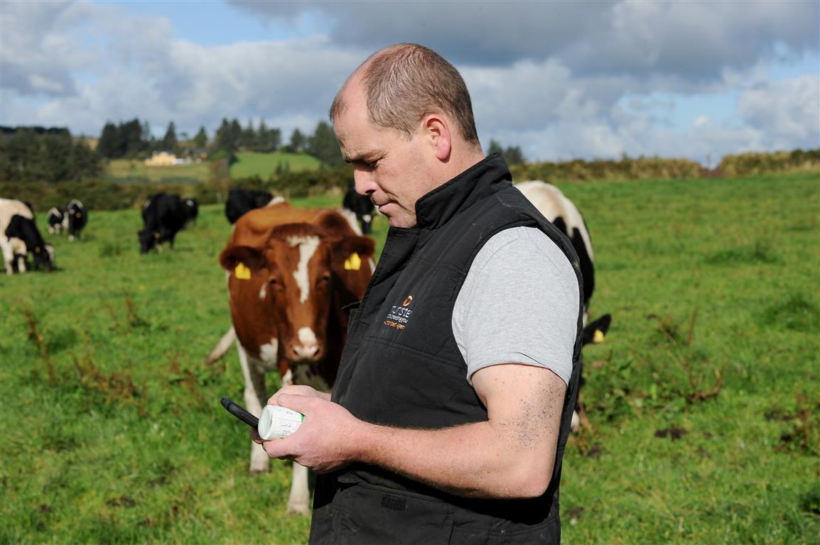 Farmer Liam O'Keeffe using app in field with cattle