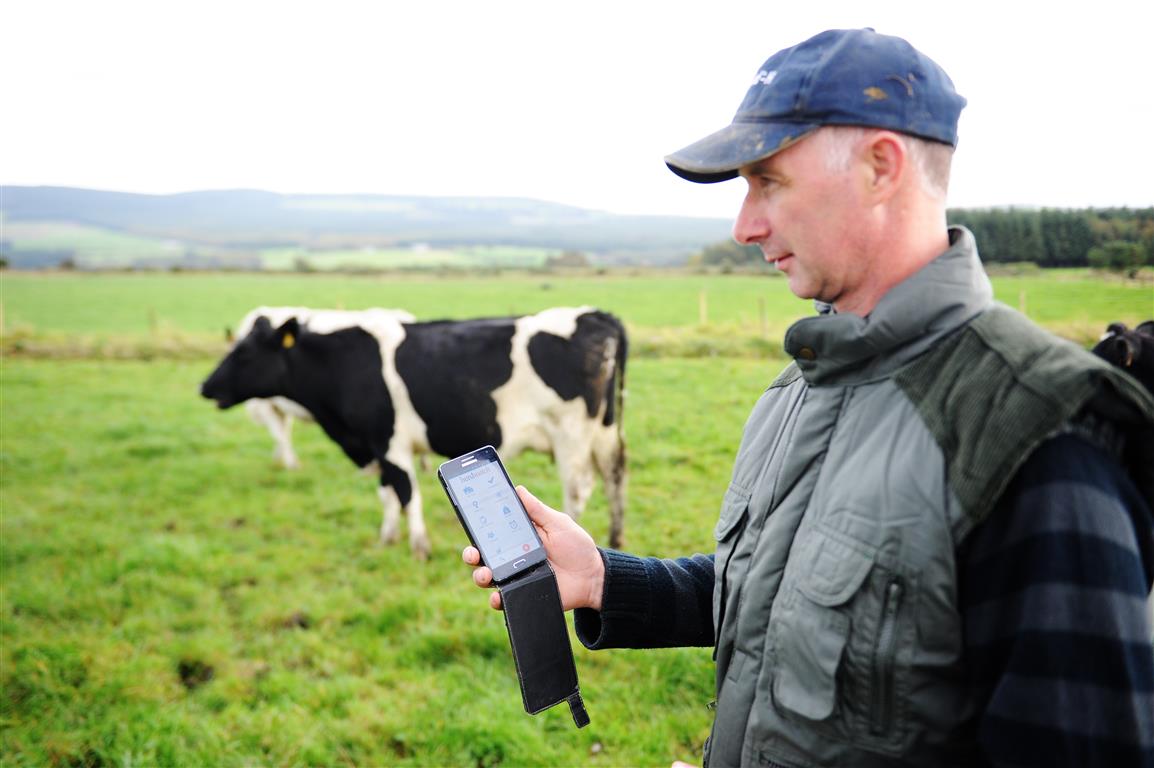 Farmer using Herdwatch app in field cow
