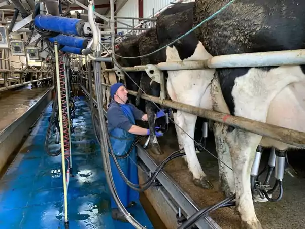 Timmy Dwyer in parlour milking