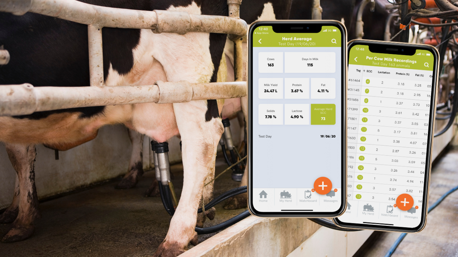 Cattle in parlour milk recordings screens