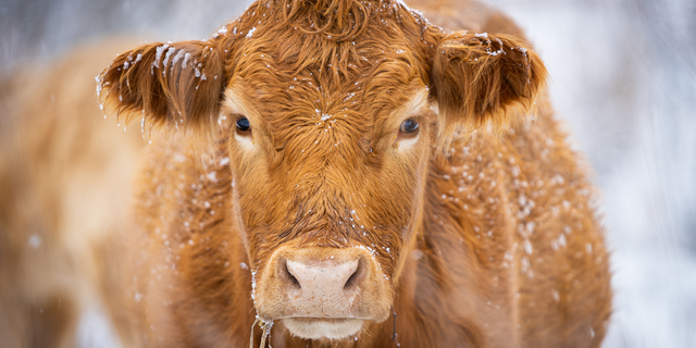 Cow close up image winter snow high res