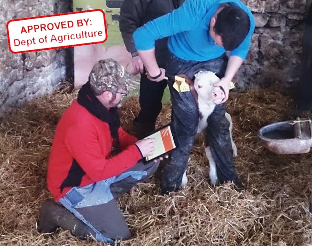 Farmer tagging calf using Herdwatch app