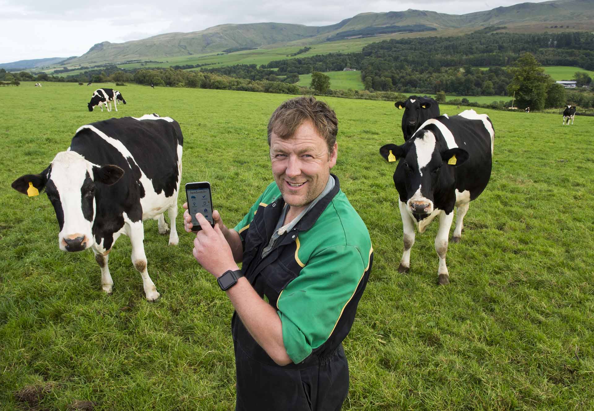 Andrew Paterson dairy farmer using Herdwatch app in field with cows