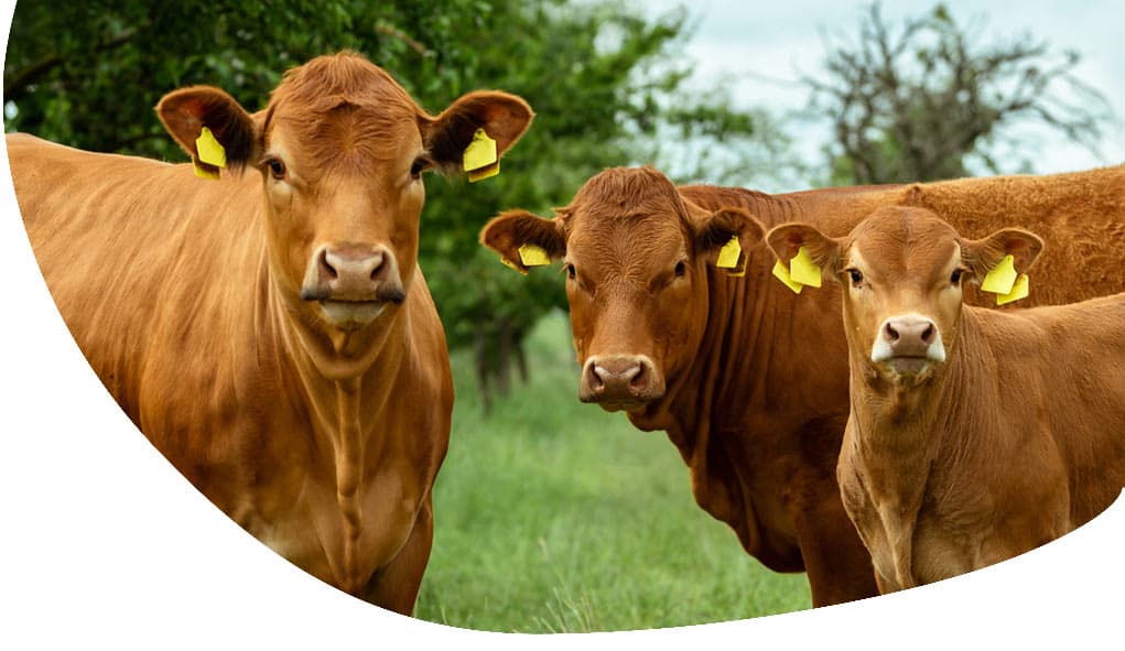 Buy & Sell by Herdwatch - Image of Cows