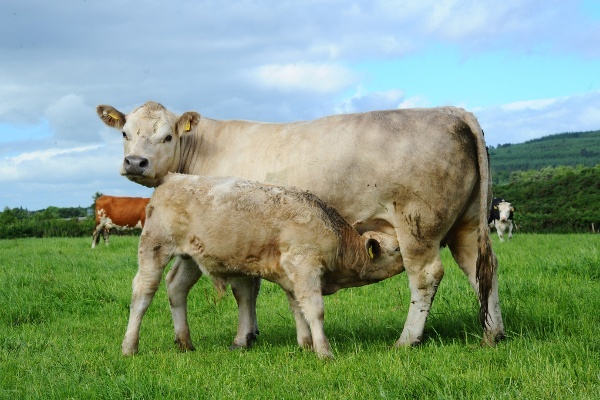 Cow calf field