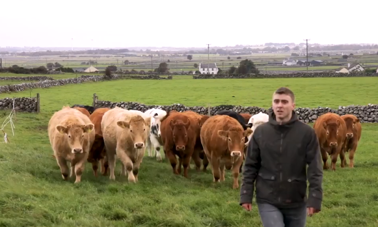 Farmer Eoin Burns in field cattle