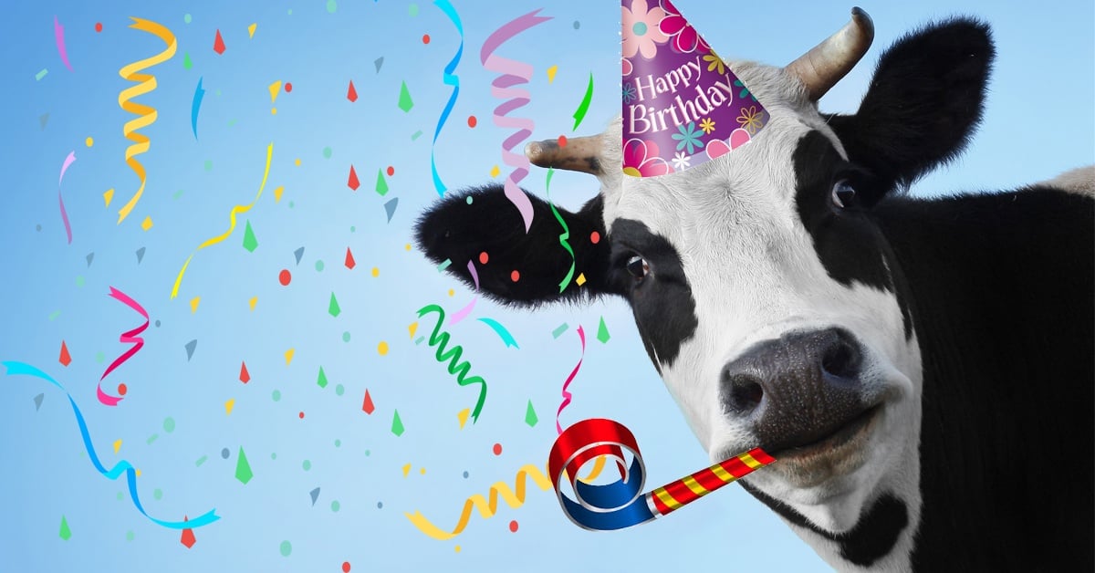 cow happy birthday celebrate