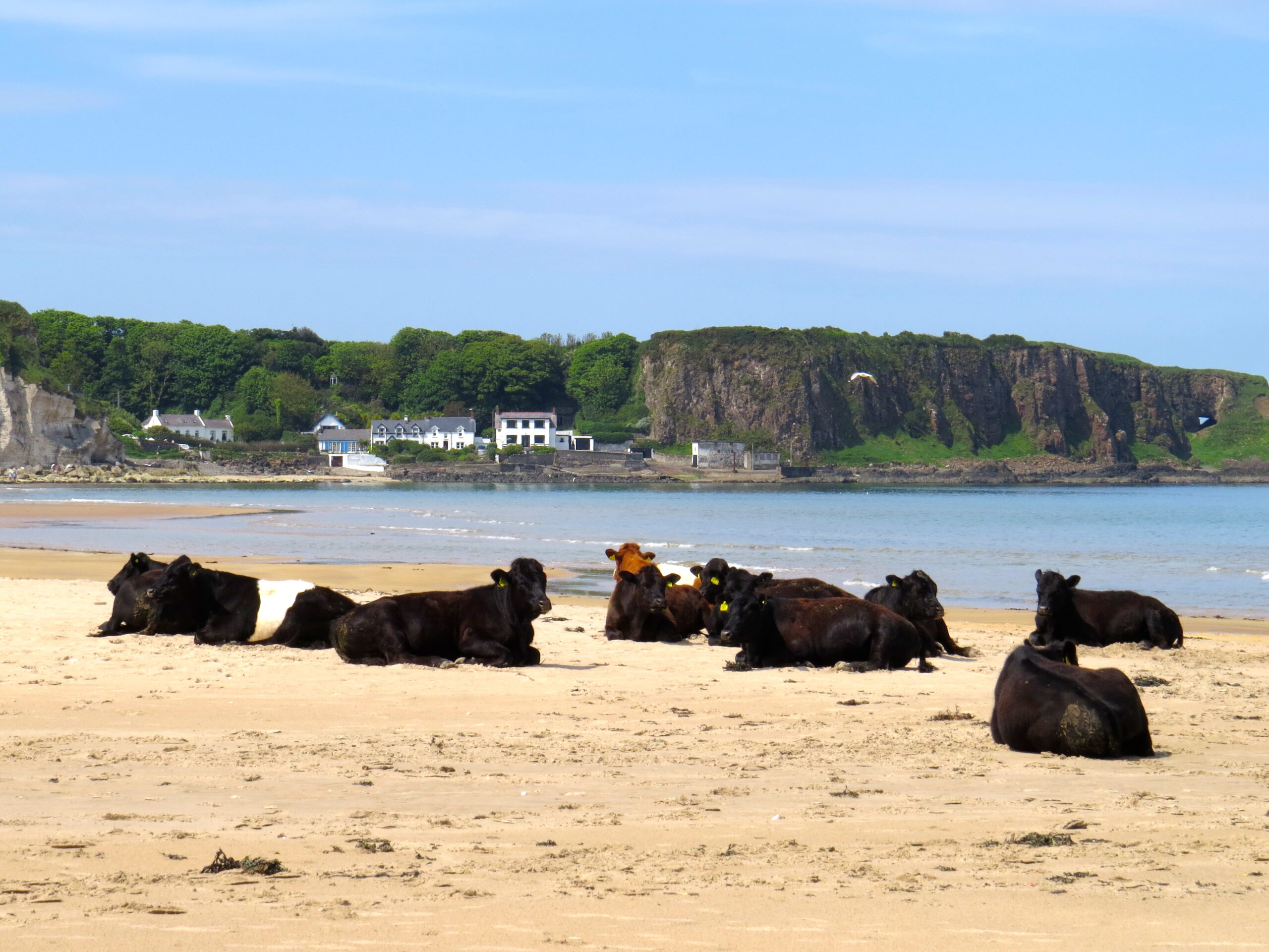 Cattle on beach