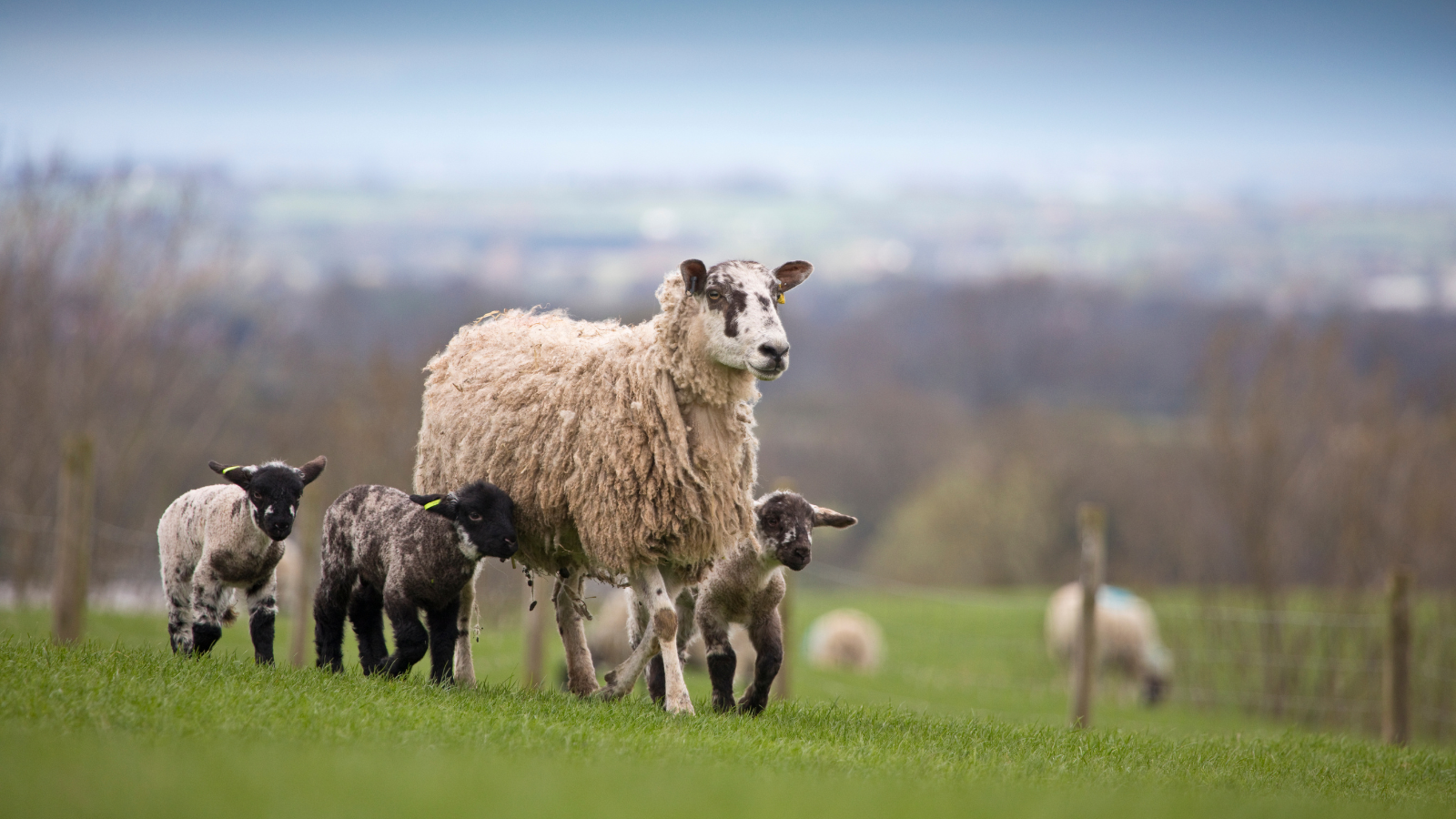ewe and lambs in a field