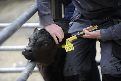 farmer tagging calf