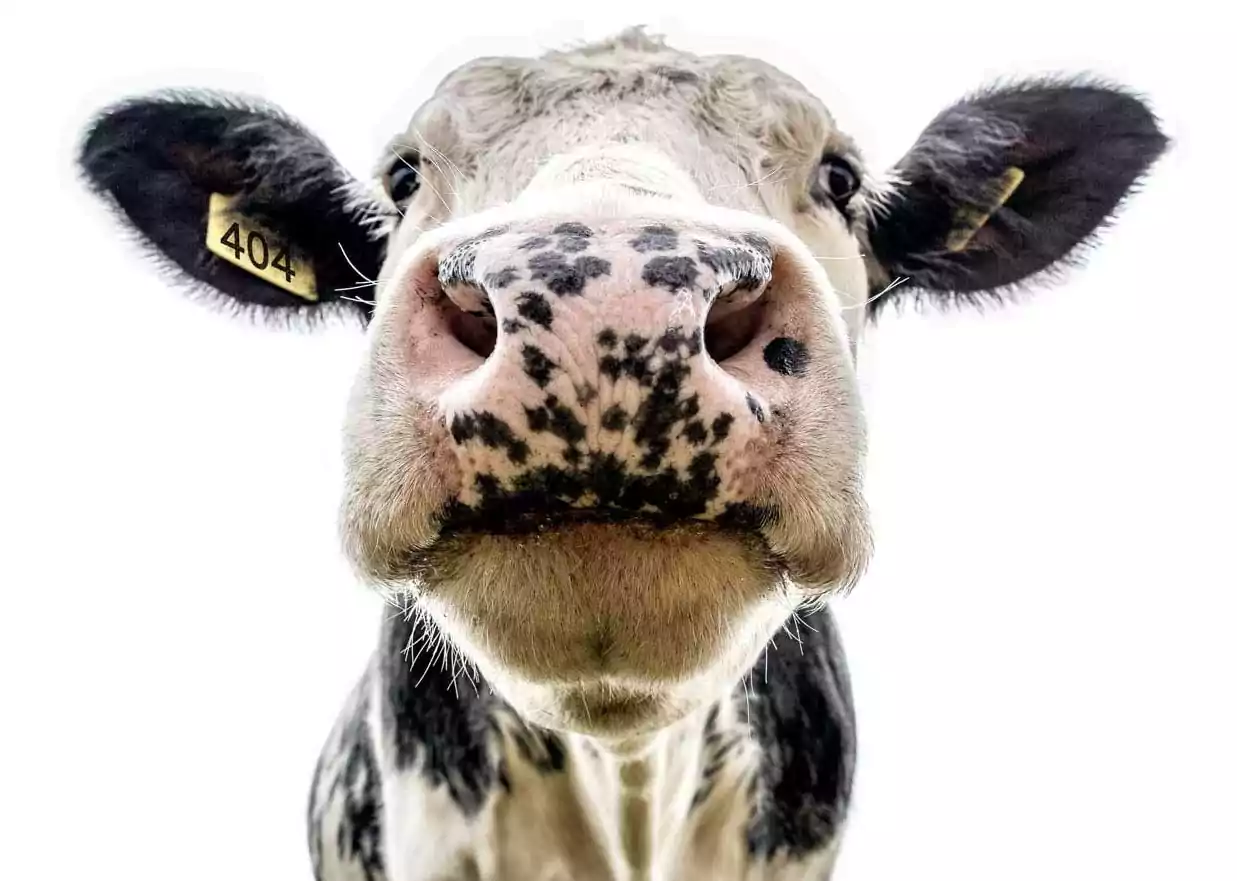404 Error Image of a Cow