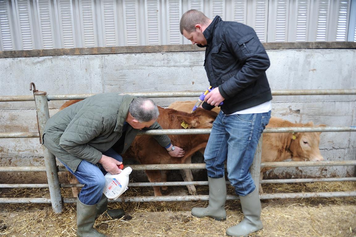 farmers administering medicine to calves