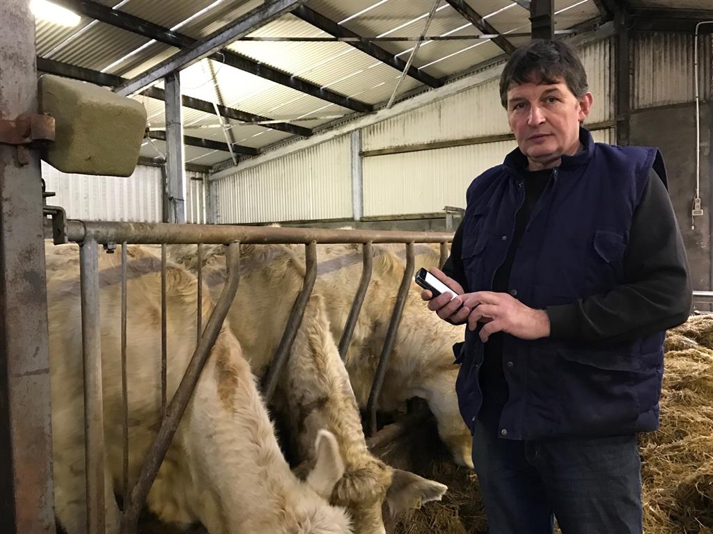farmer using Herdwatch app in shed with cattle