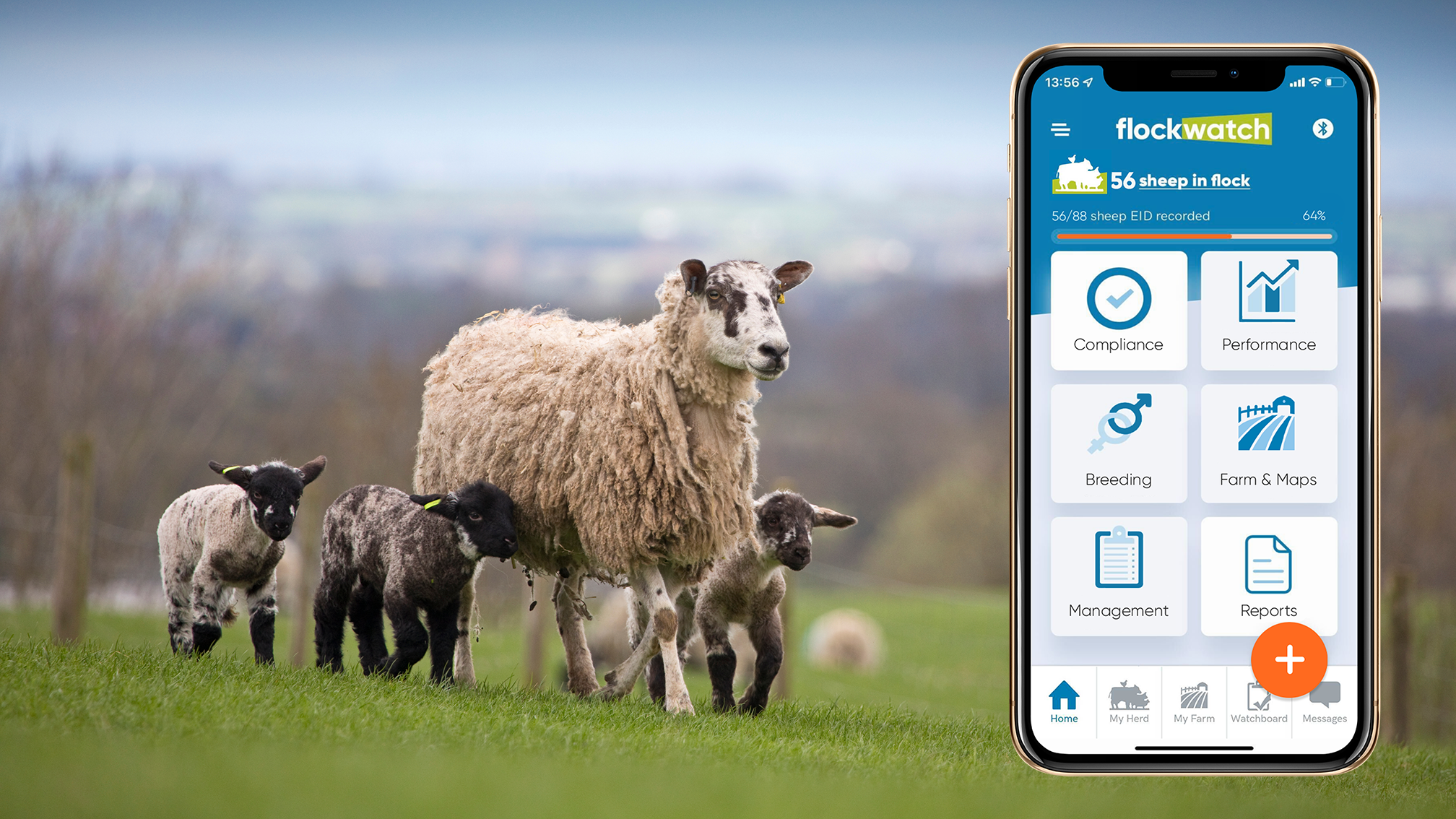 flockwatch app screen and sheep