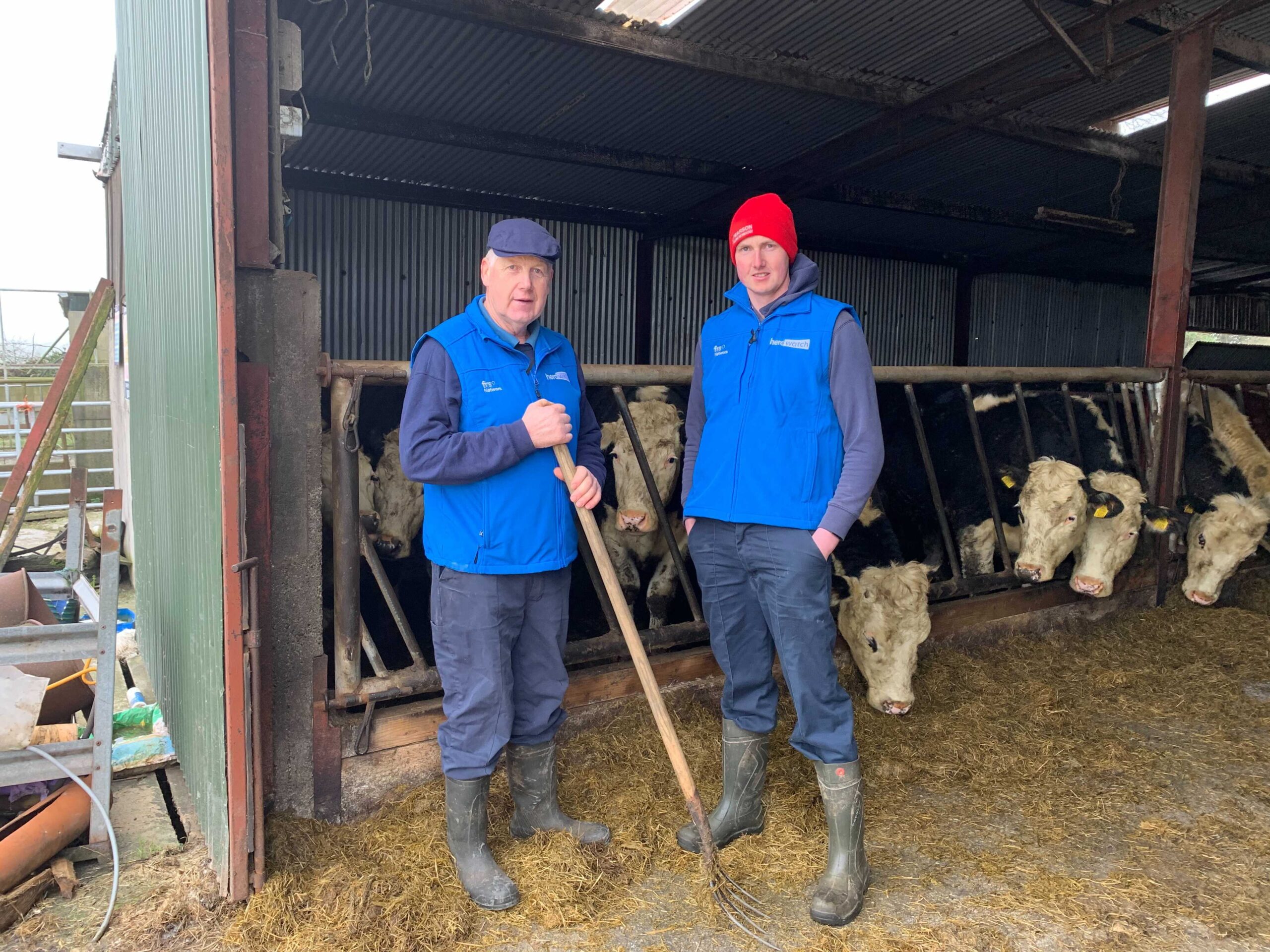 Herdwatch farmers in shed with cattle
