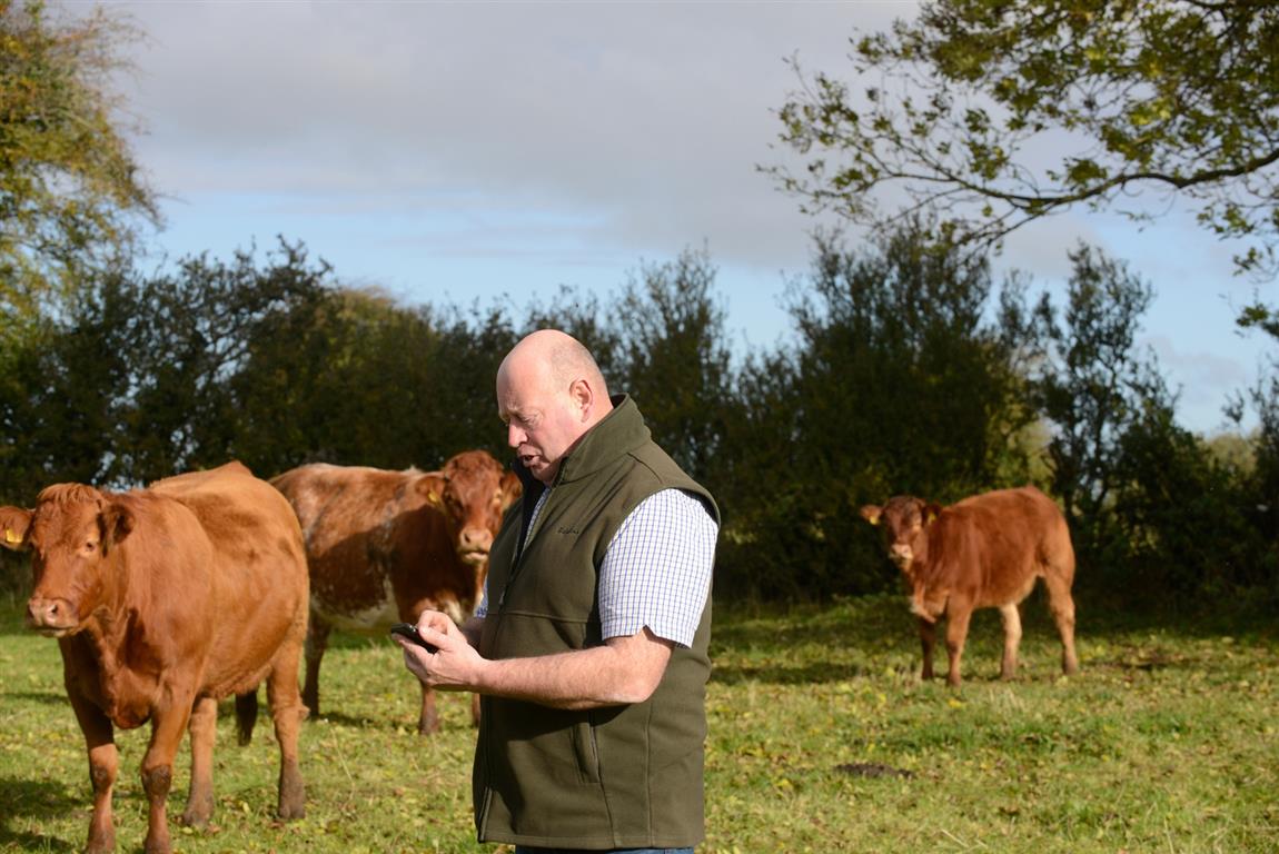 farmer in field with cattle using Herdwatch app