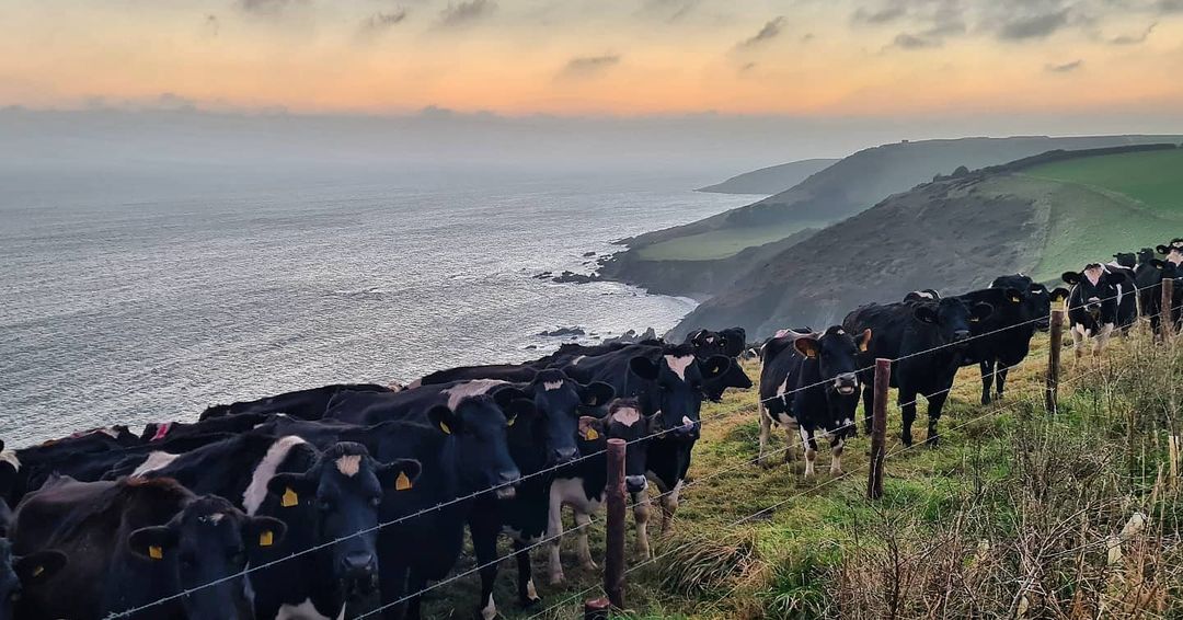 Holly Atkinson cows in field sea view