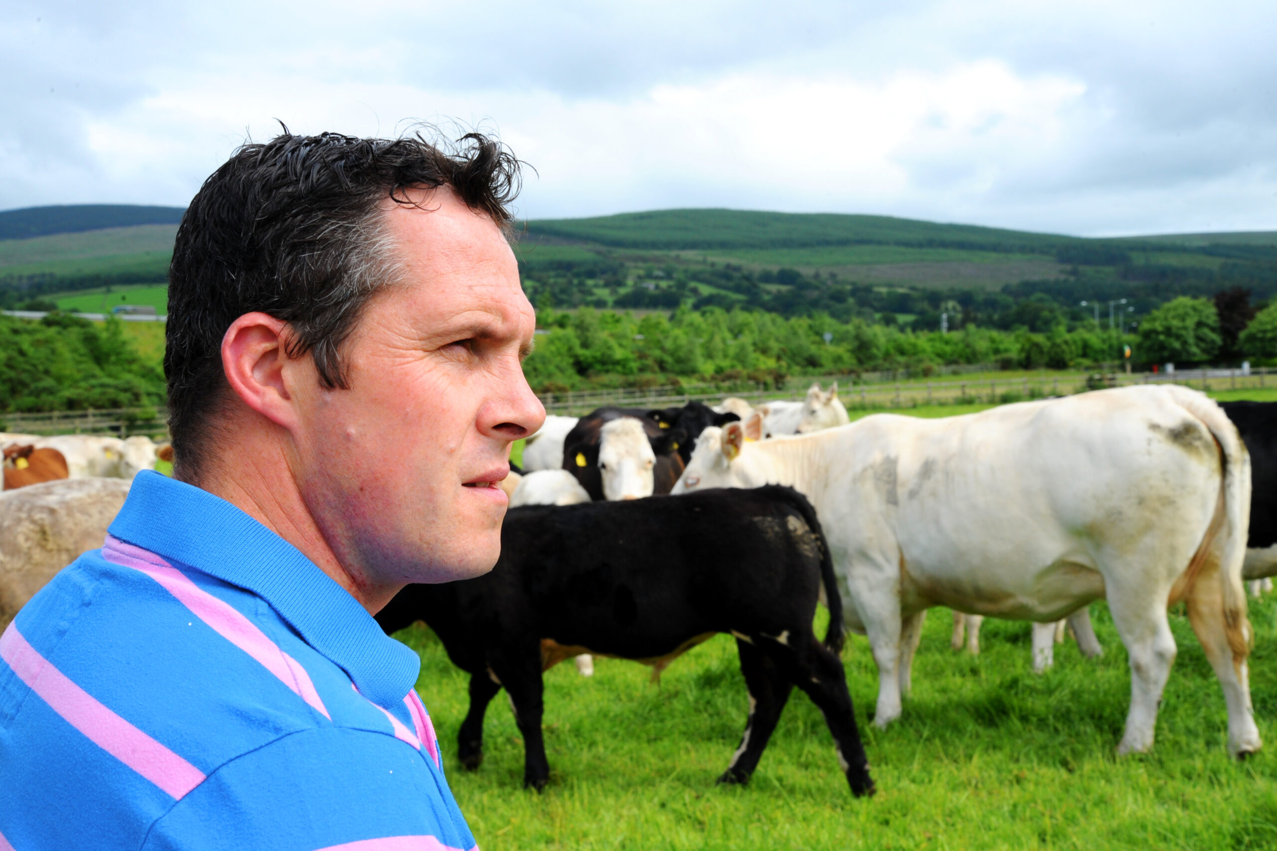 Brian Reidy farmer in field cow calf