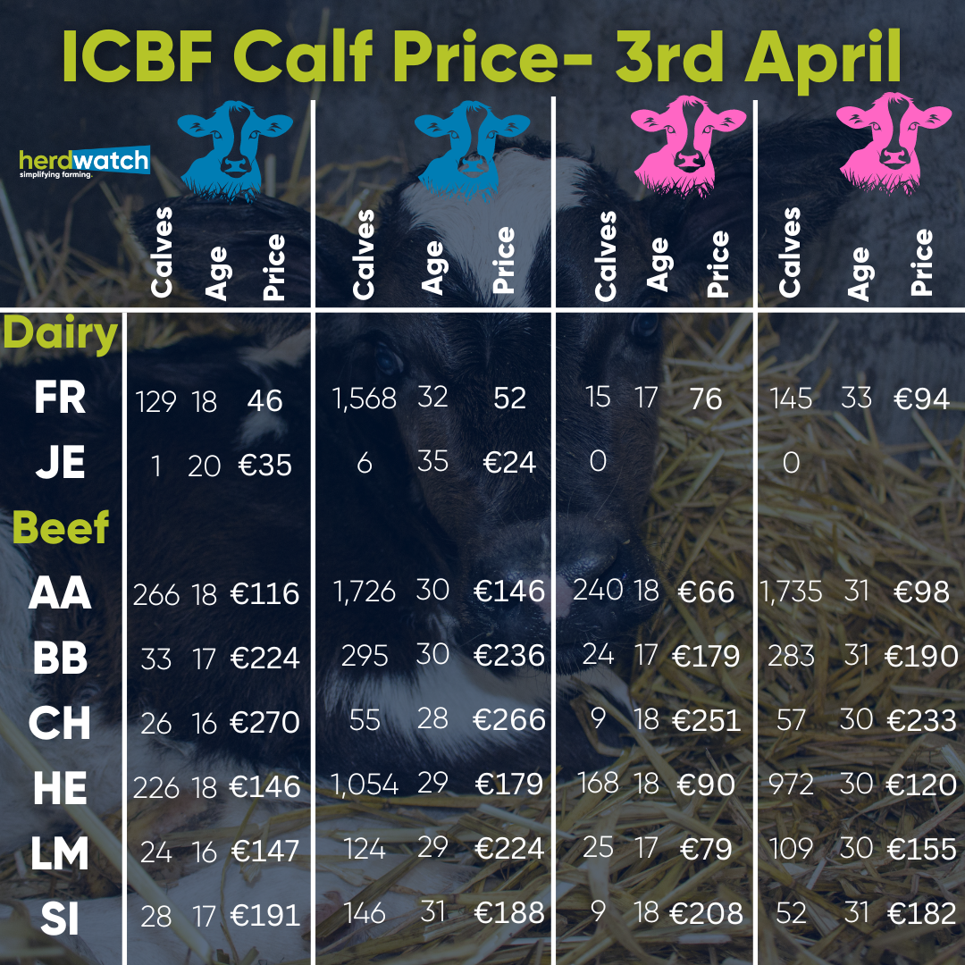 ICBF CALF PRICE