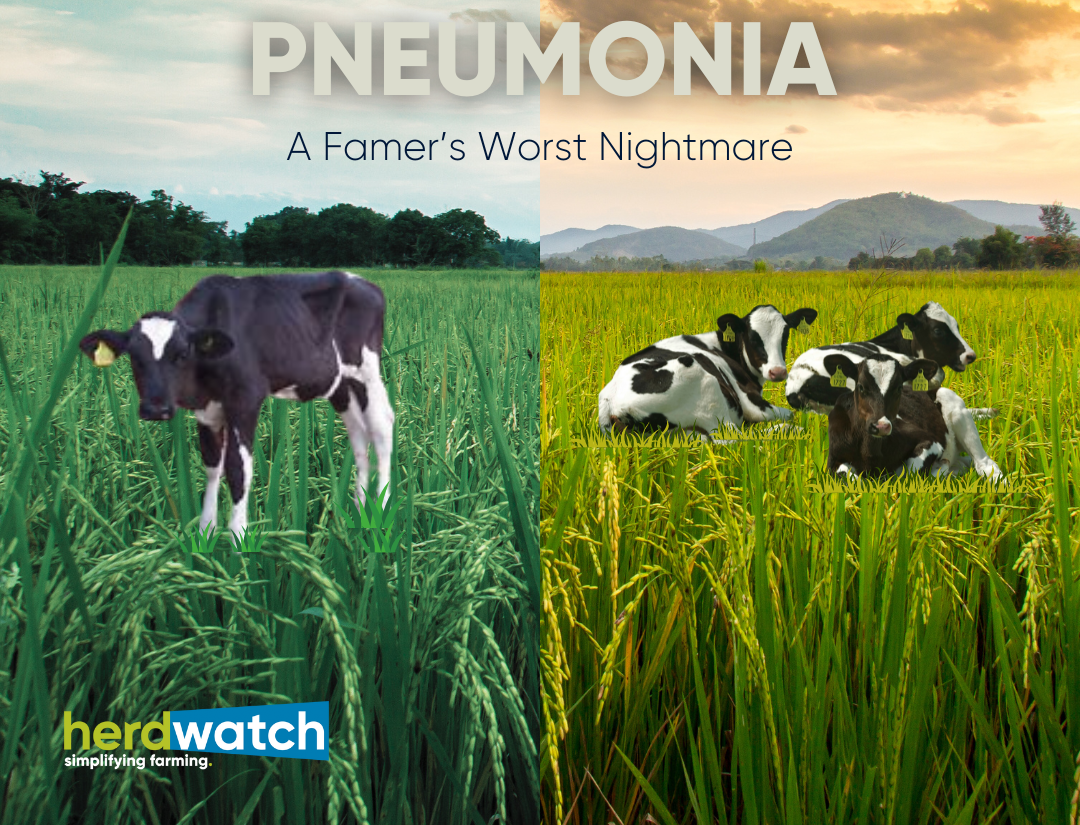 calf pneumonia