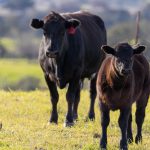 5 Common Calving Challenges and How to Overcome Them