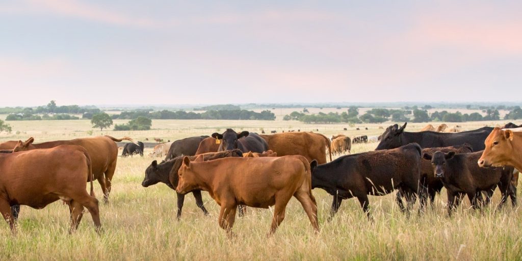 Why Beef Deserves a Place at Your Thanksgiving Table
