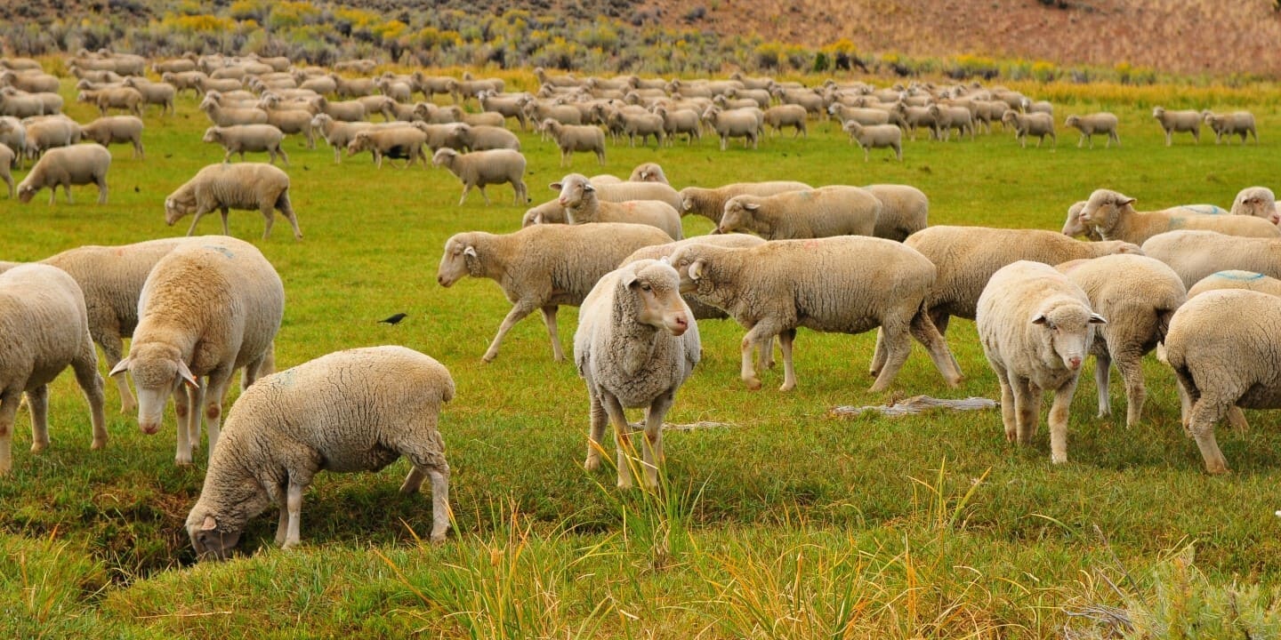 Herdwatch | 