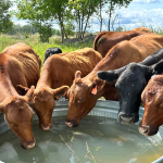 A Quick Guide to Heat Stress in Beef Cattle