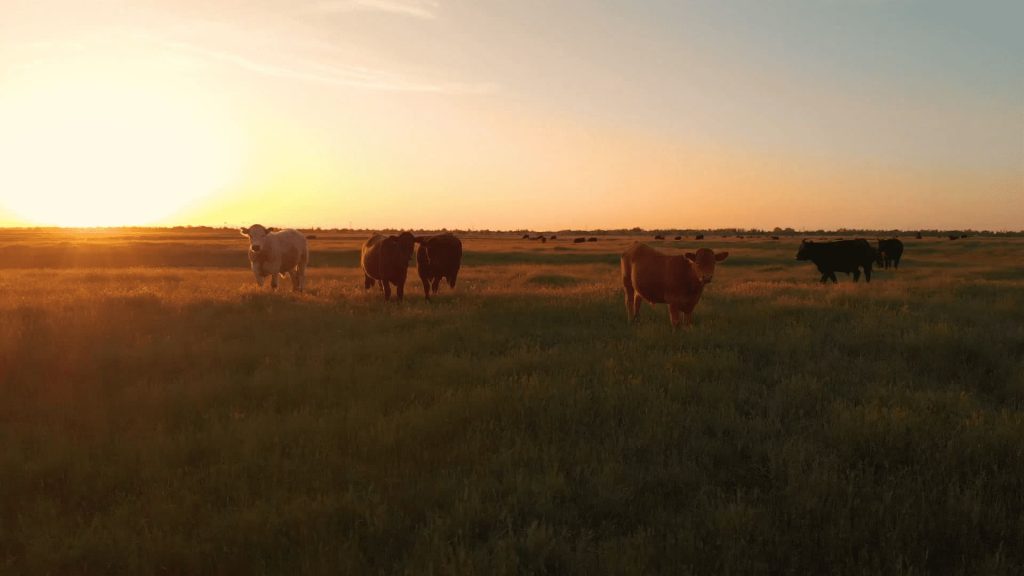 Preparing for Spring Calving and Managing Challenges for Cow-Calf Producers