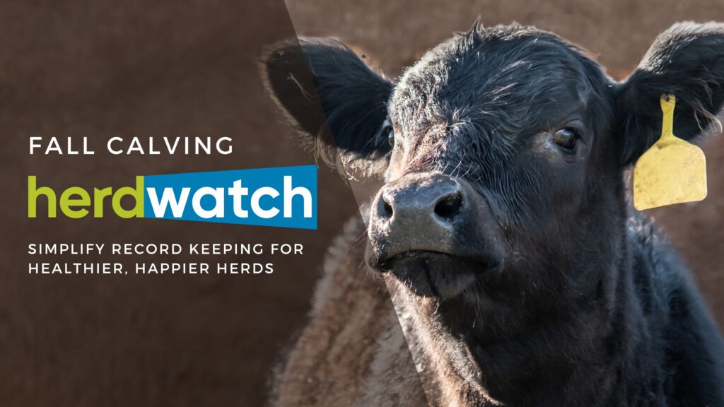 Fall Calving with Herdwatch: Simplify Record Keeping for Healthier, Happier Herds