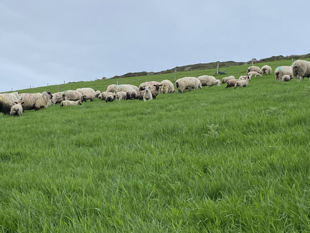 Tomas O'Toole suckler herd Charolais cross calves Co Galway