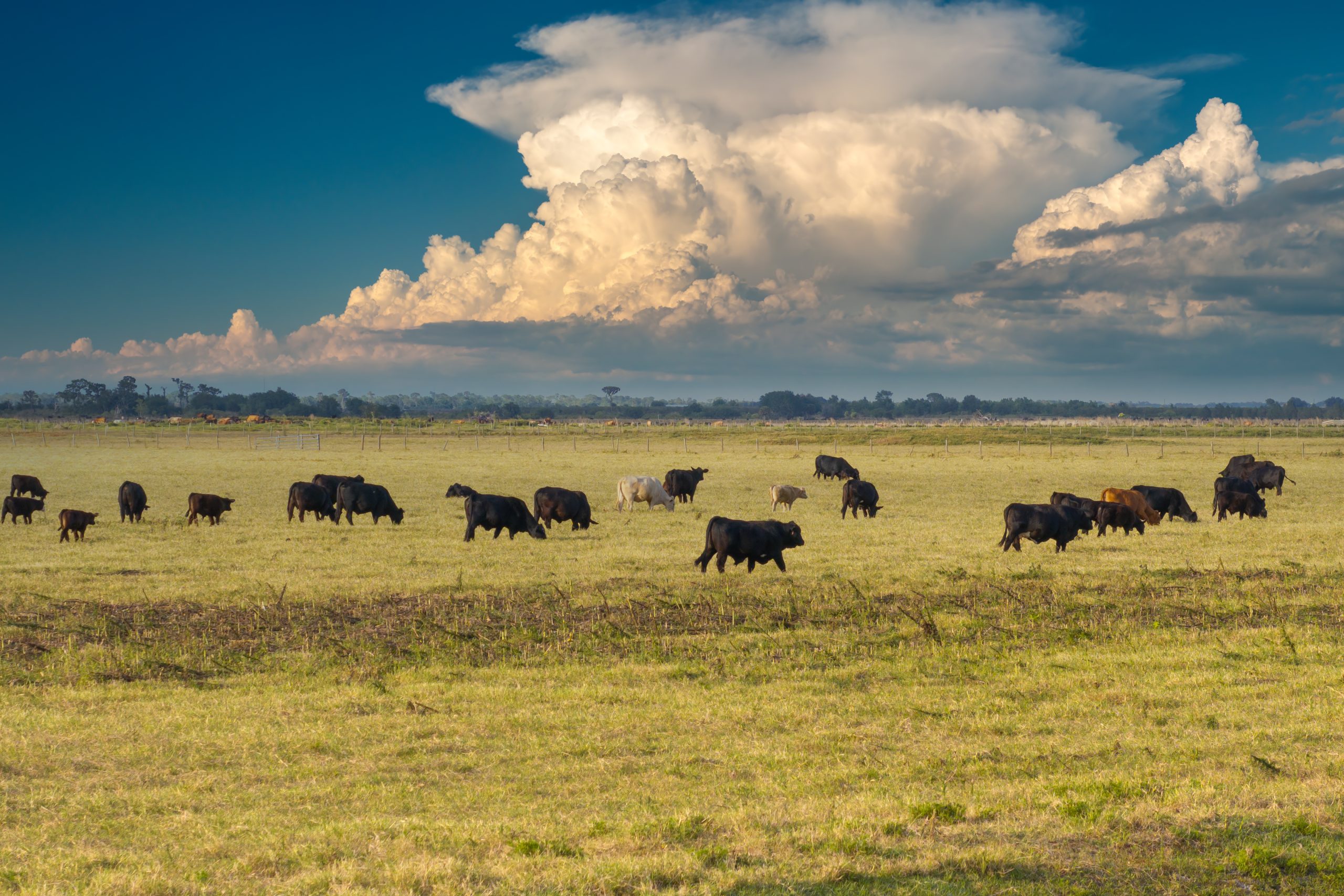 Sustainable livestock farming