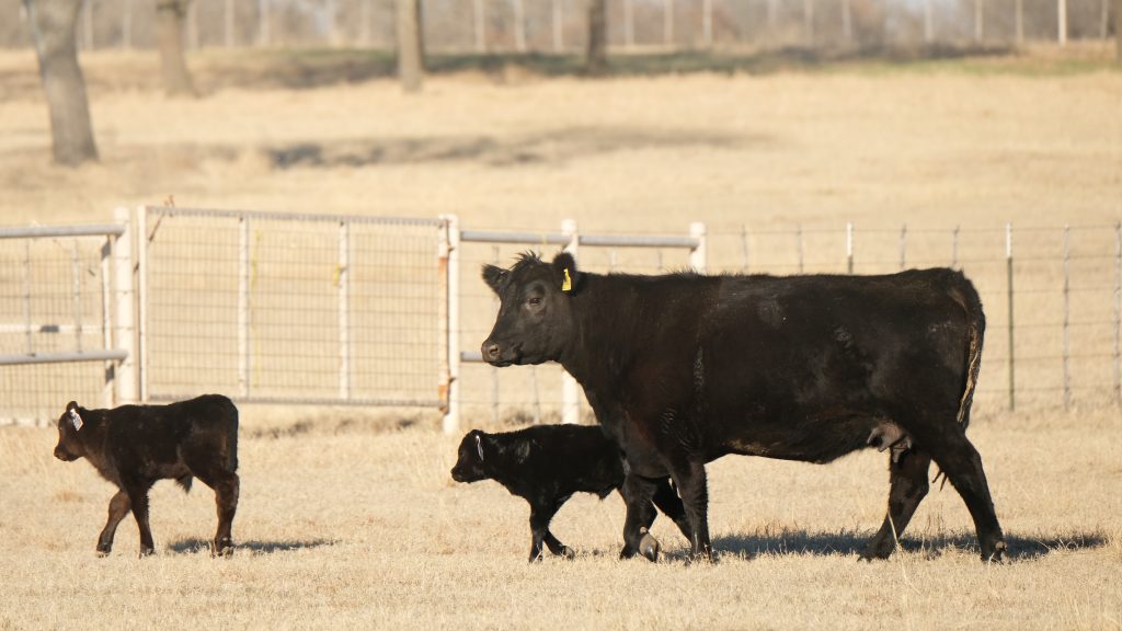 Plan Ahead with Our Free Gestation Calculator!