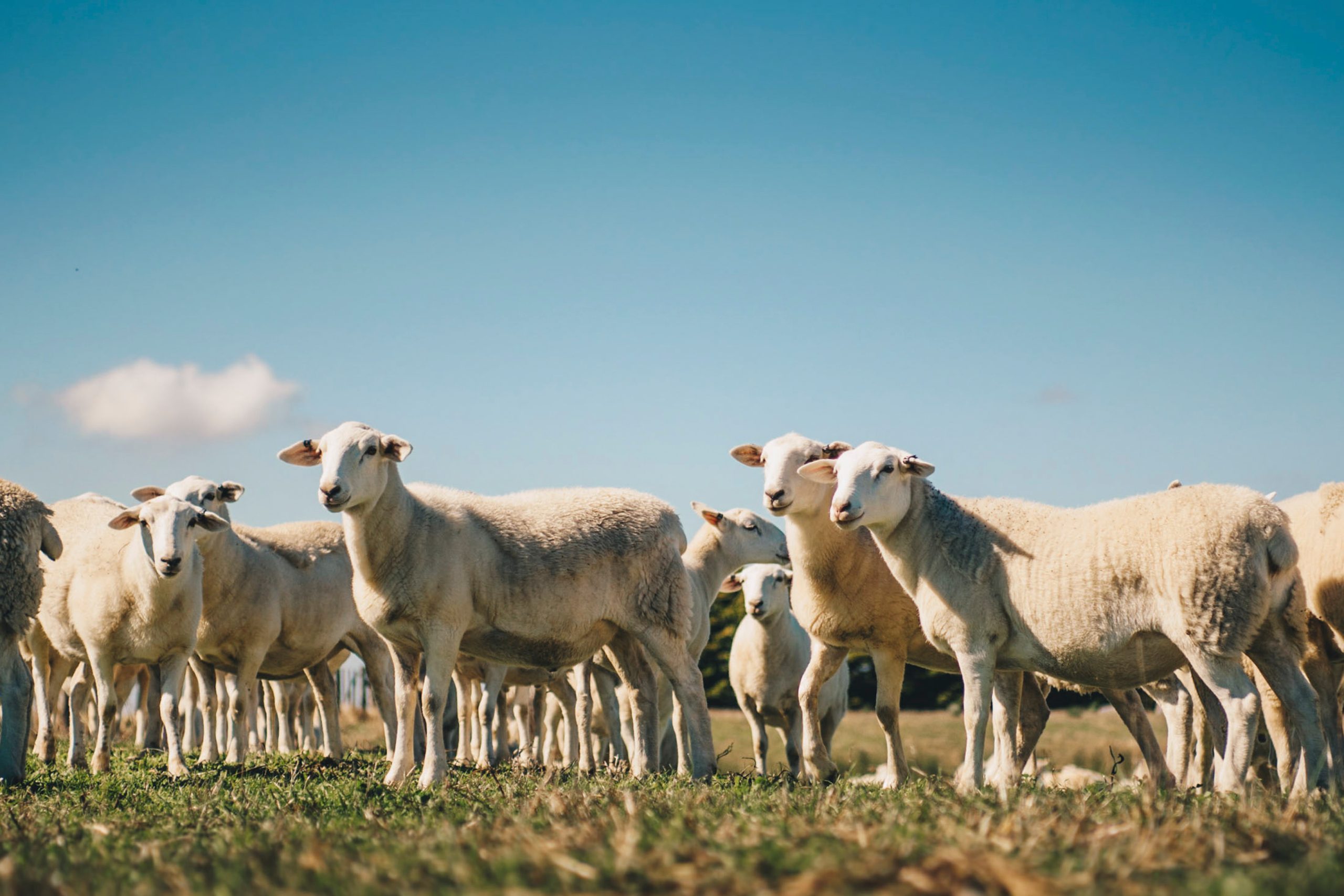 Herdwatch | 