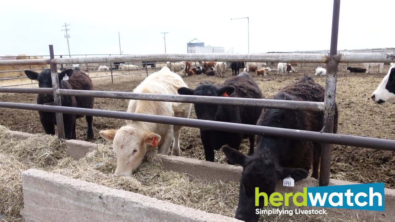 Livestock management app used on cattle ranch in Colorado