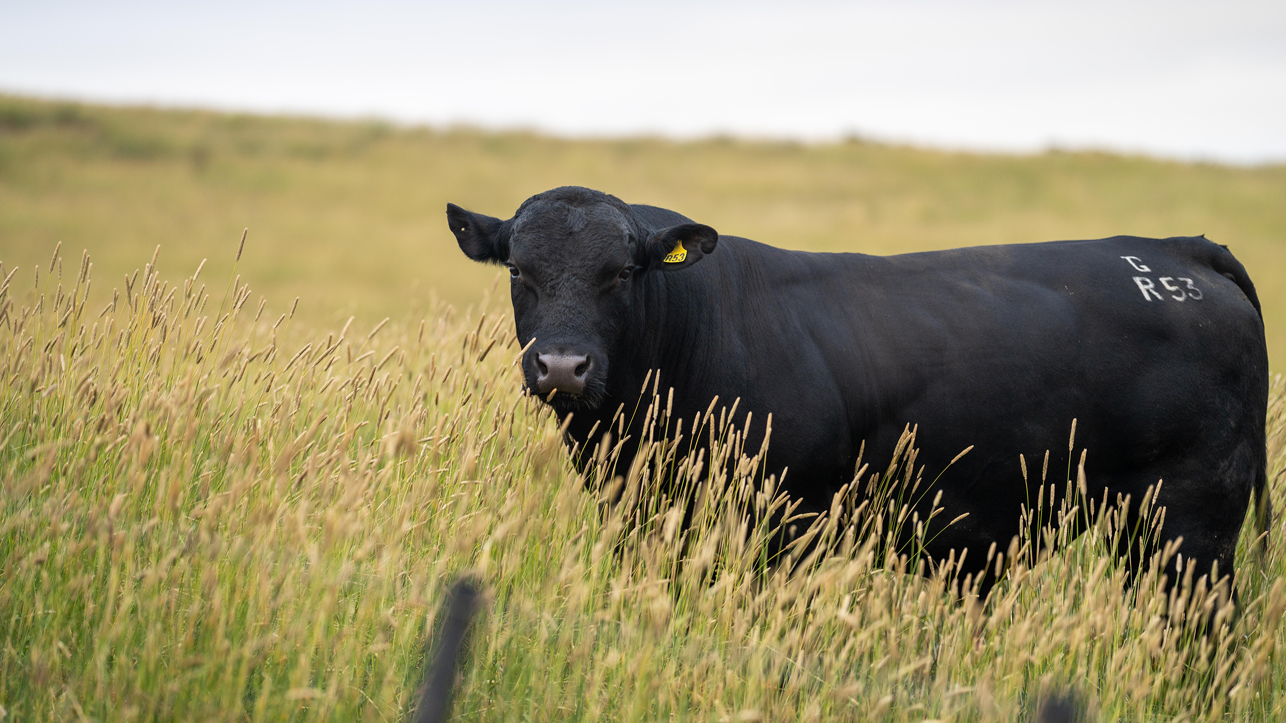 Herdwatch 
