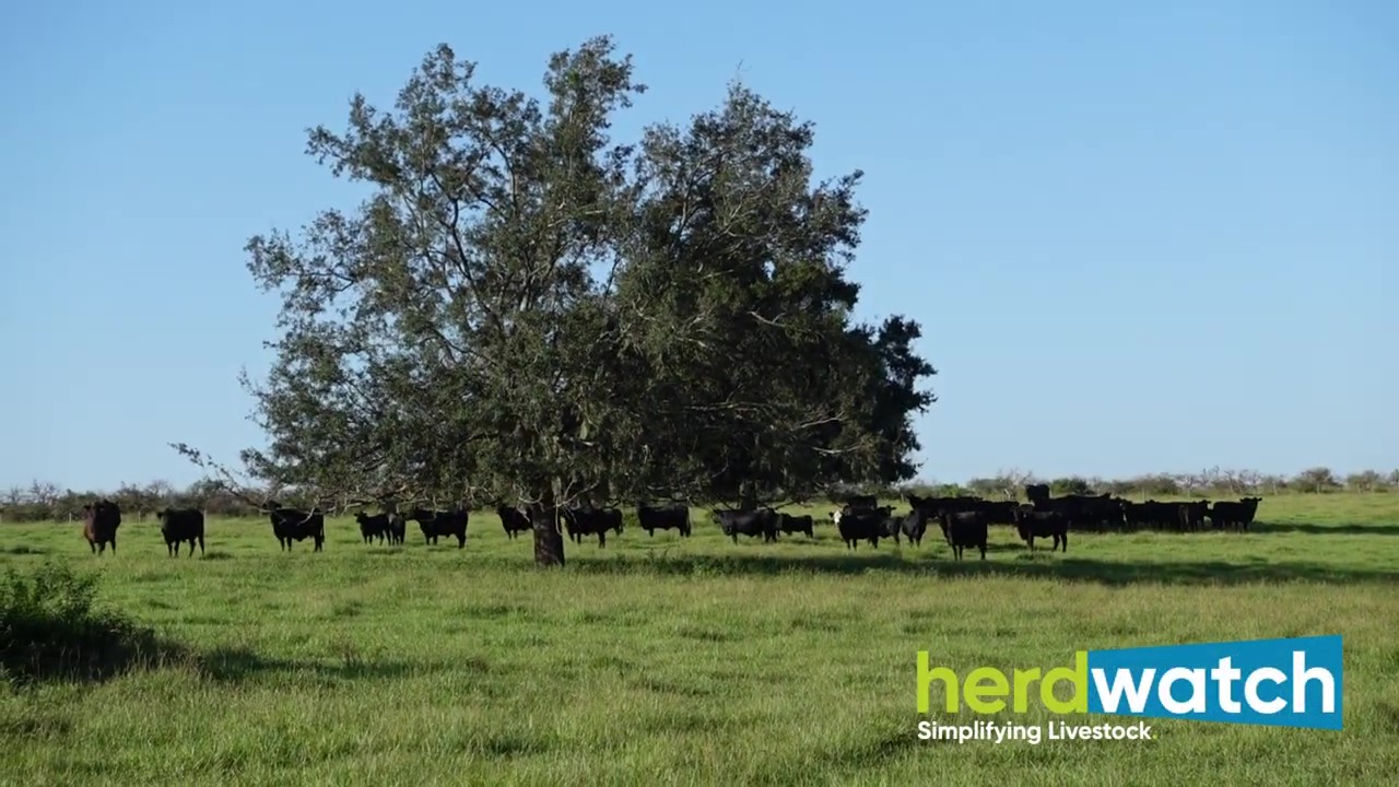 Ranch task management using livestock management app
