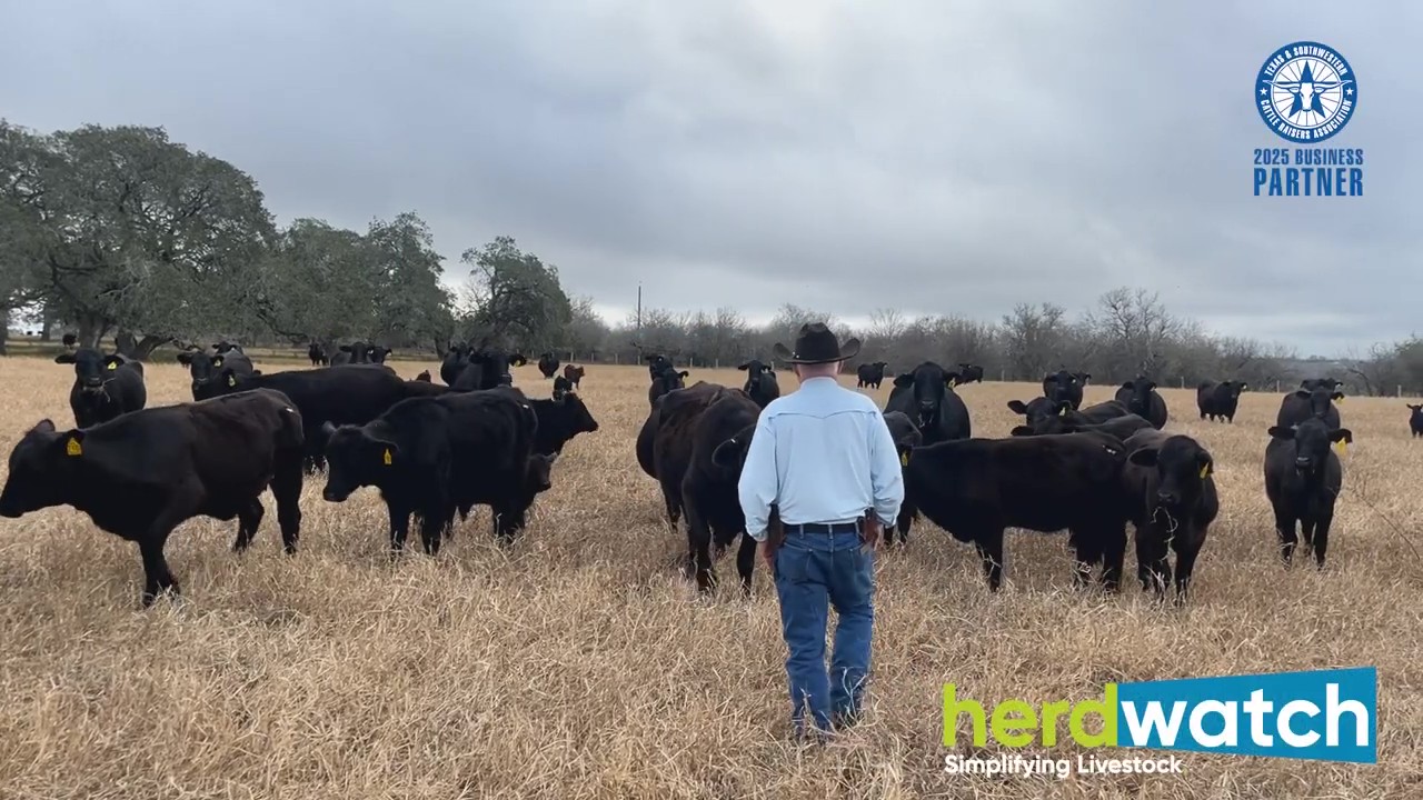 Livestock management app used on Texas cattle ranch