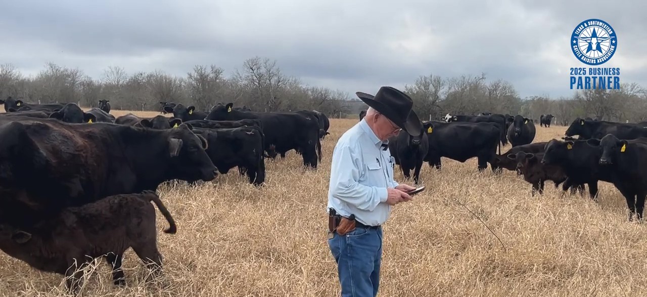 Texas ranch manager using mobile cattle records in the pasture